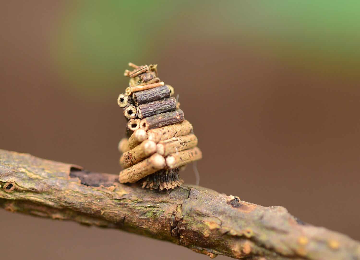Il bruco della falena Bagworm taglia pezzi di piante per creare una casa.