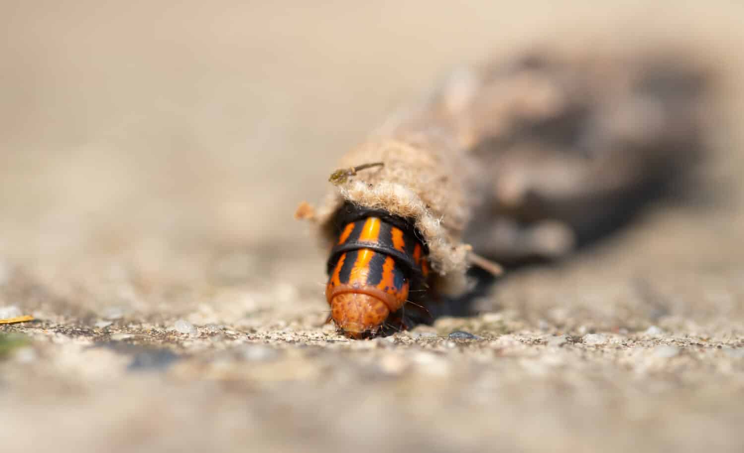 Bruco di falena Bagworm in Australia