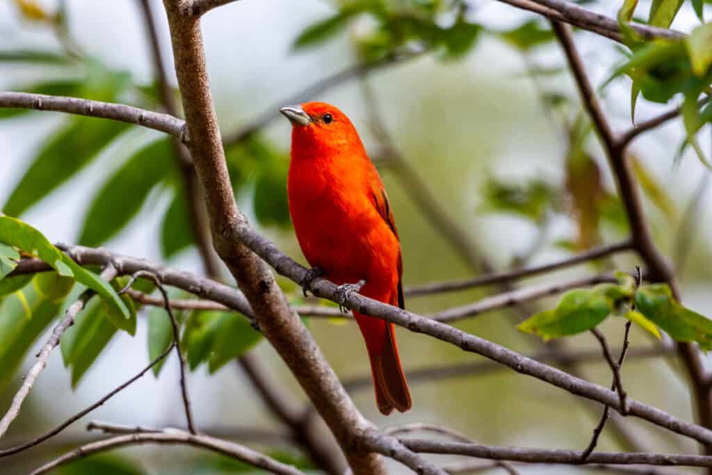 Tanager epatico maschio appollaiato su un ramo di un albero frondoso
