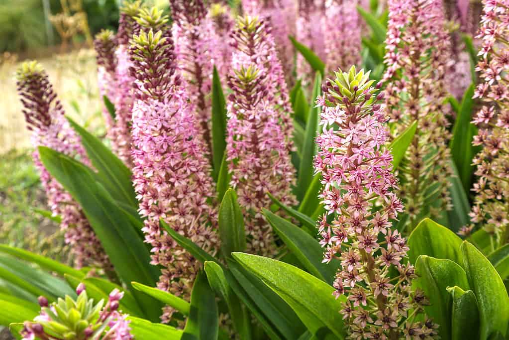Bellissimi cespugli fioriti di Eukomis sullo sfondo del verde del giardino. Eucomis in fiore con nome Pink Gin.