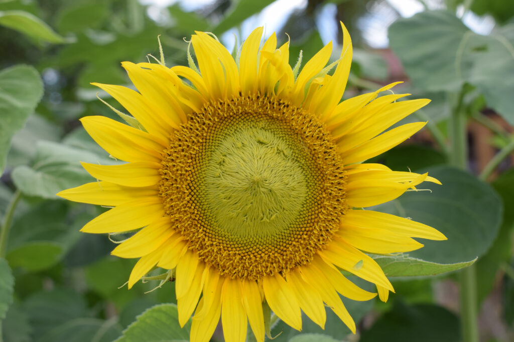 Girasole grattacielo