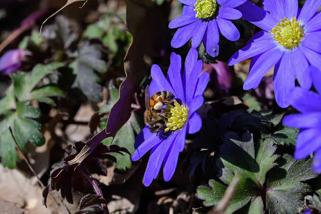 Ape mellifica con palline di polline e ricoperta di polline bianco che si nutre di fiori di Anemone Blanda.  La pianta originaria dell'Europa sud-orientale, Turchia, Libano e Siria.  È una pianta erbacea perenne tuberosa.