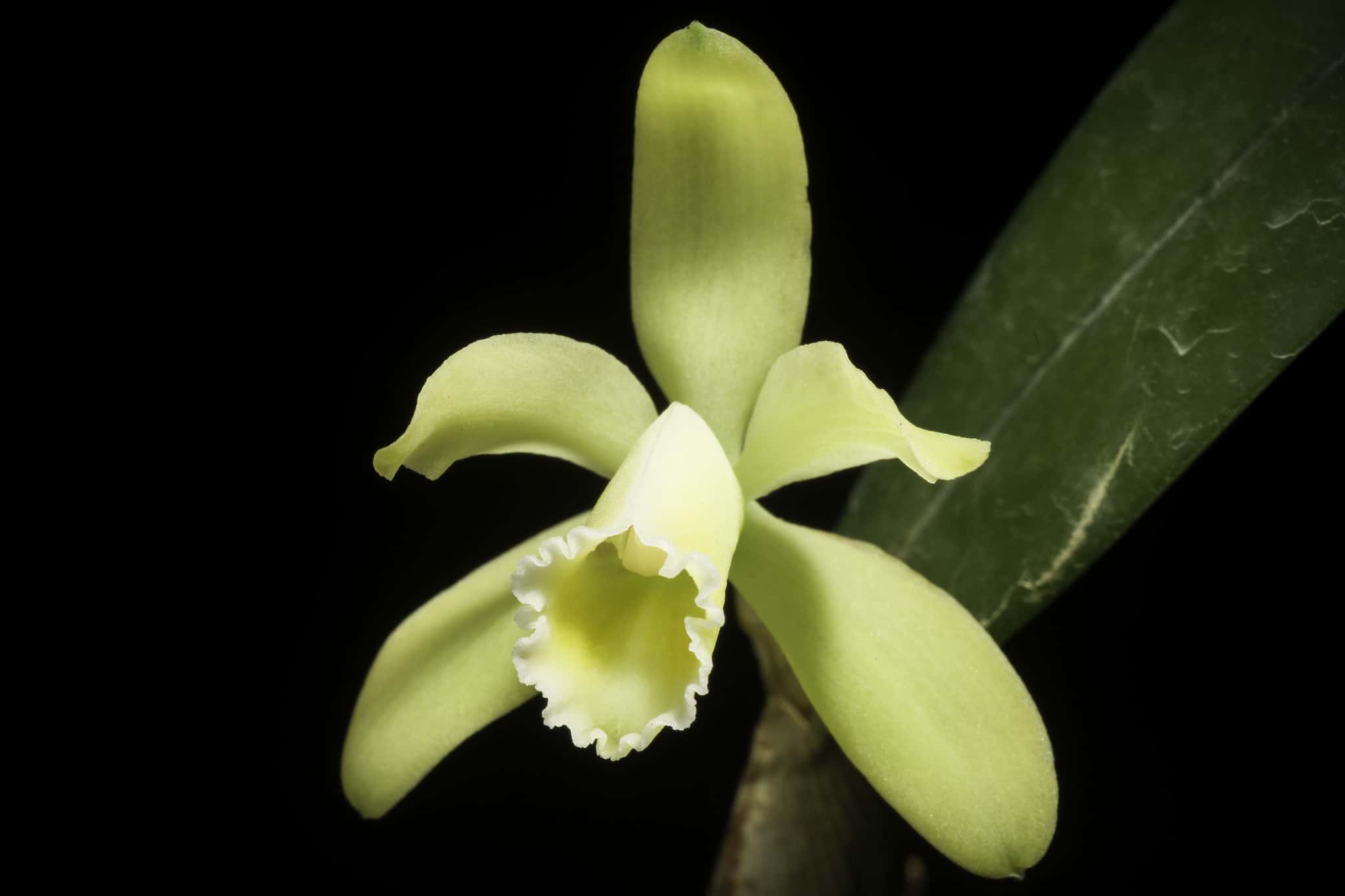 Cattleya luteola orchidea gialla