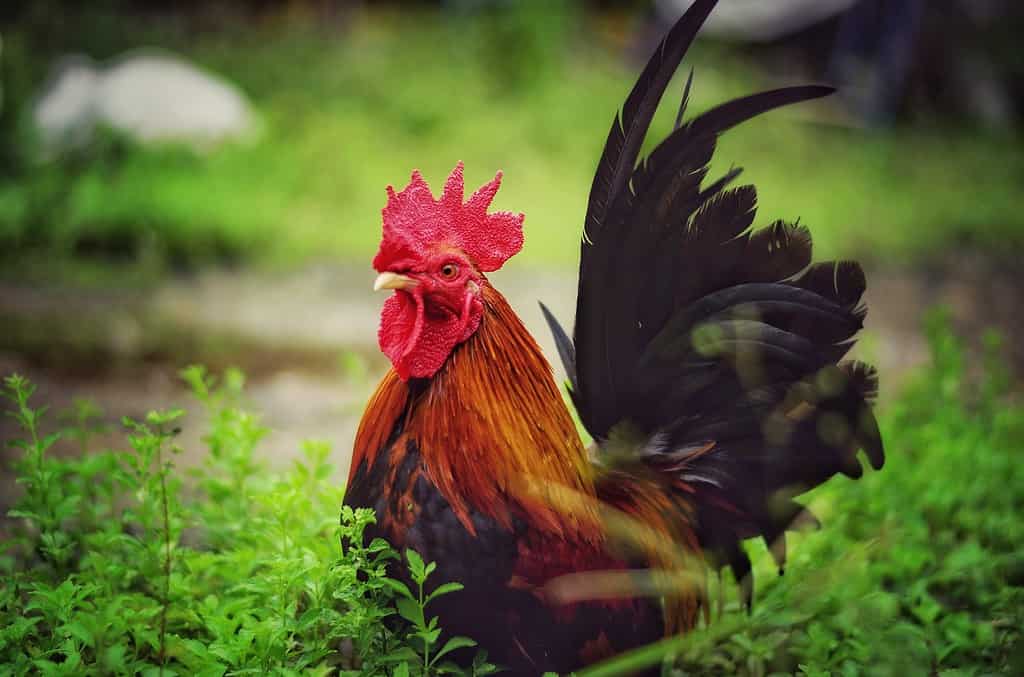 bantam giapponese in giardino