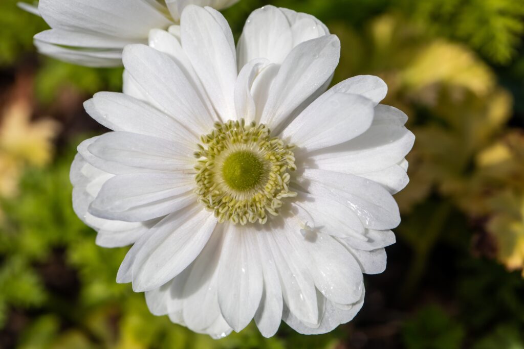 Anemone coronaria 'The Bride' - Anemone bianco