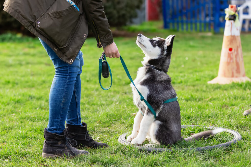 immagine di una donna che si allena con un giovane husky su un campo di addestramento per cani