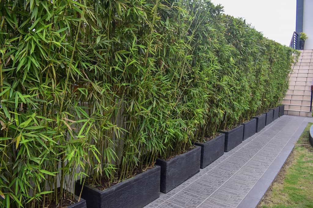 fragesia rufa o bambù a testa di drago piantato nel vaso lungo il muro