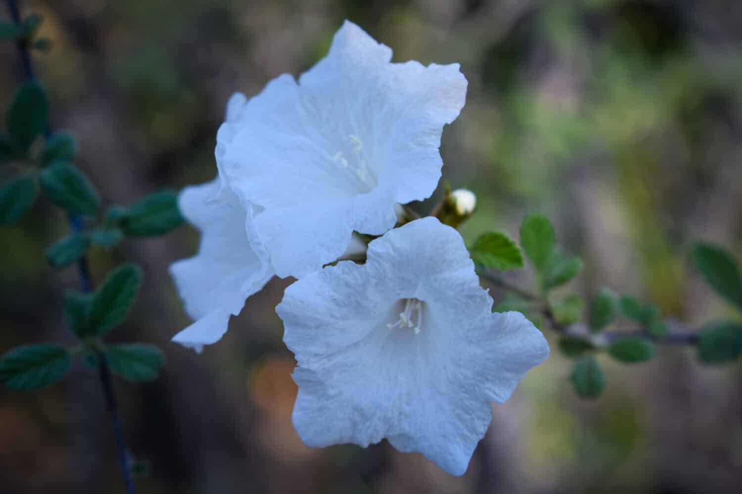 Cuori Africani Avorio 