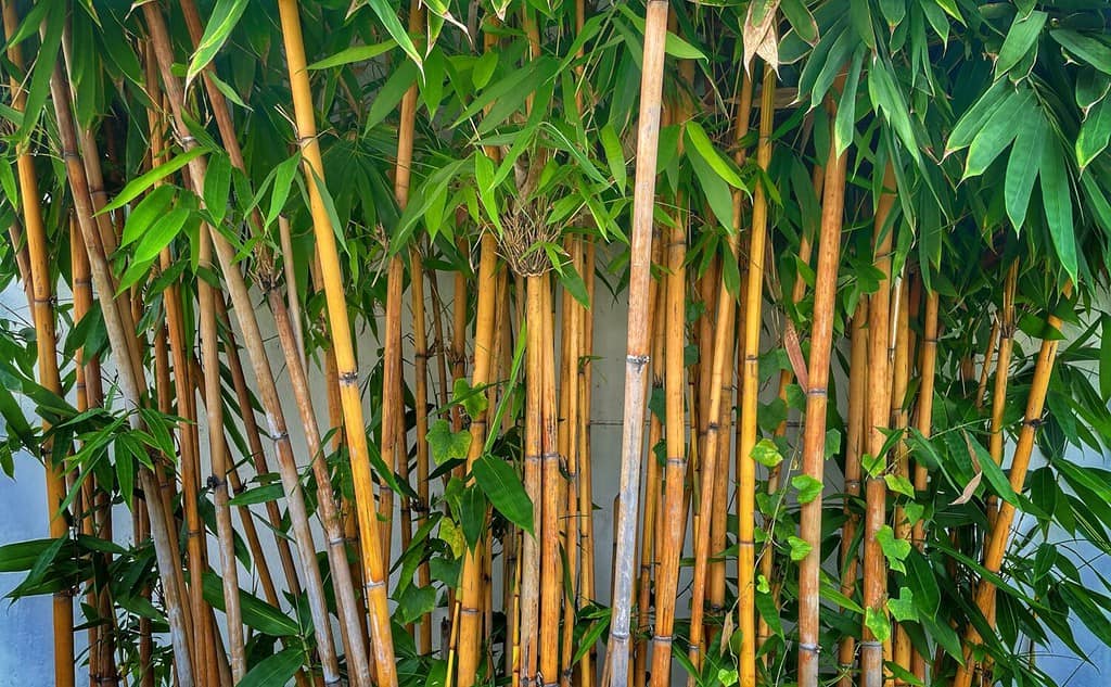 La bellezza del bambù dorato Con steli dorati e foglie verdi.  Popolare per decorare il giardino perché è un bambù dorato e un bel giallo Aspetto più insolito del tipico bambù.