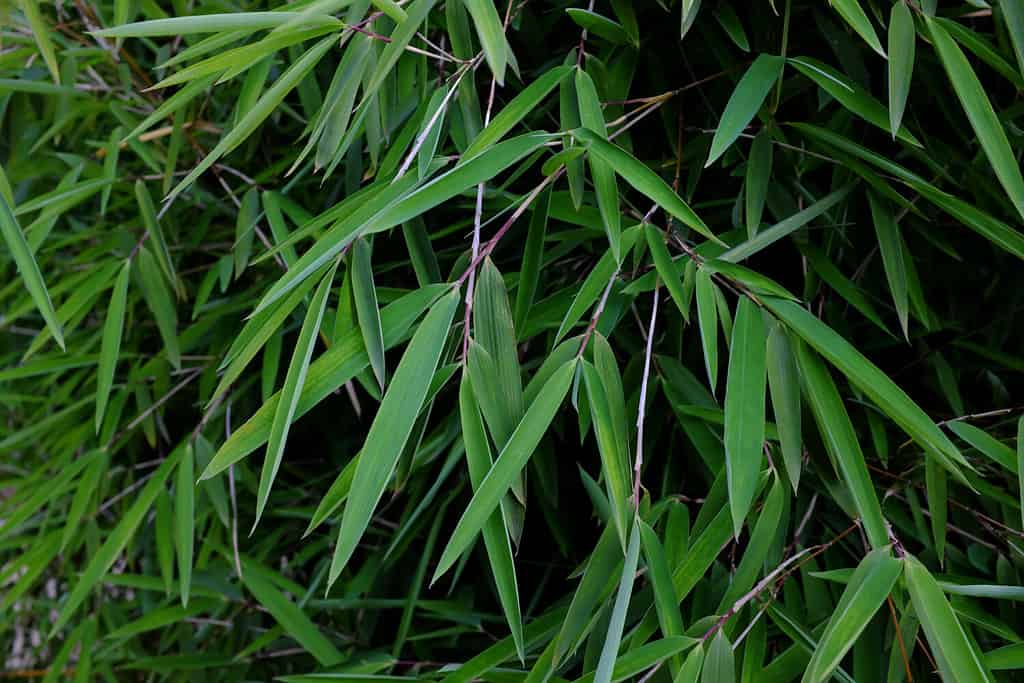 Fargesia nitida, Himalaya