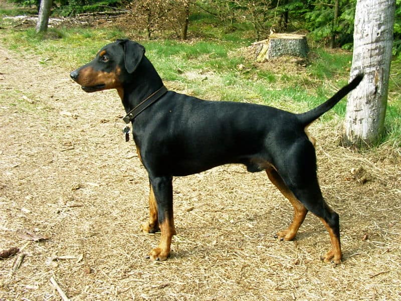 Pinscher tedesco, un cane potente e leale, protettivo nei confronti della sua famiglia