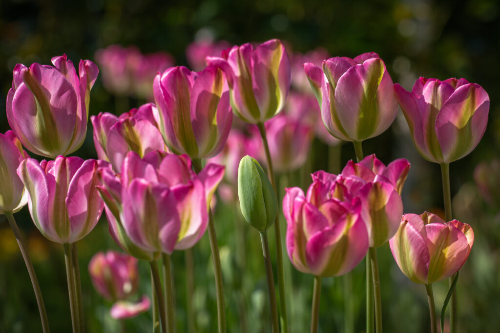 Tulipani 