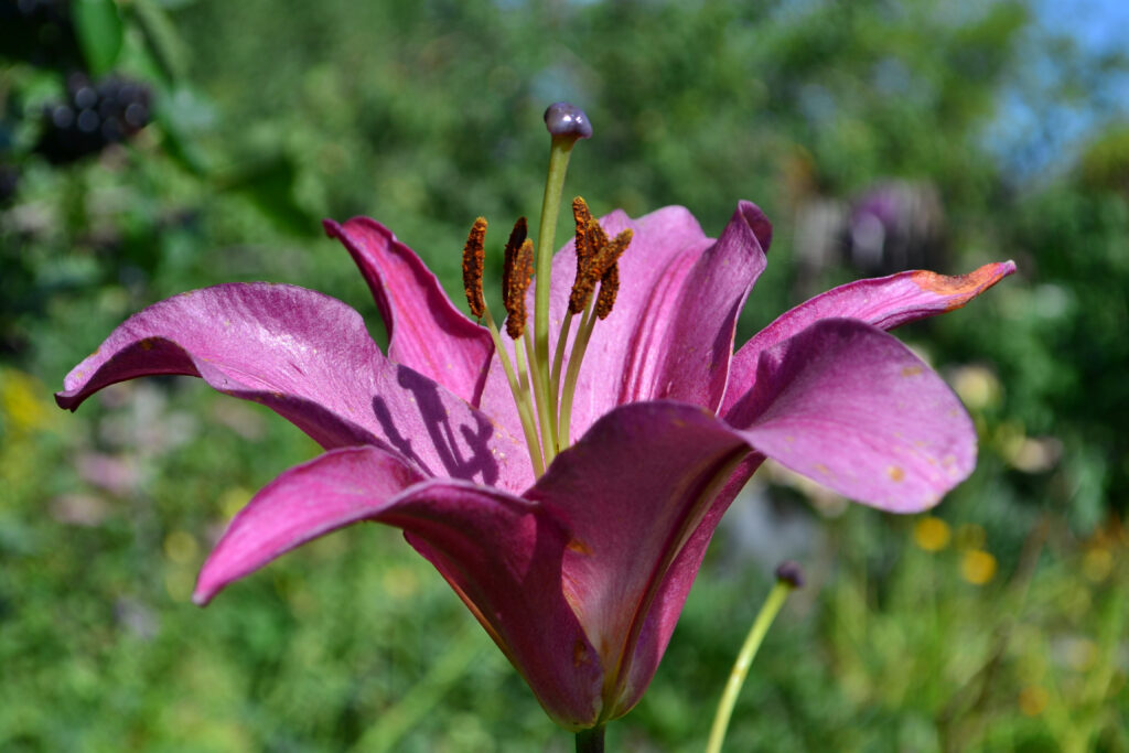 Il principe viola Lily