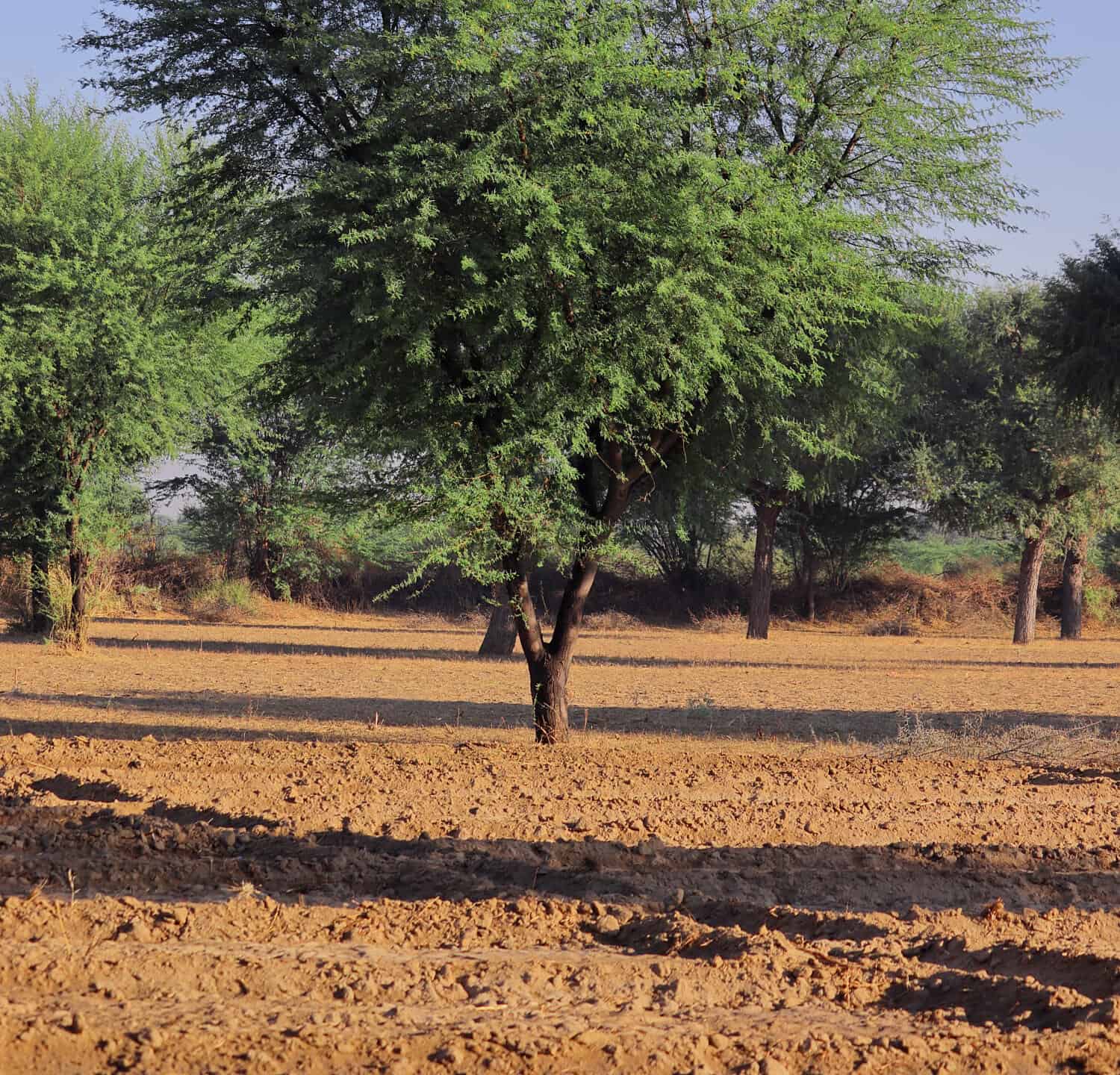Vachellia nilotica (comunemente nota come albero della gomma arabica, babul, mimosa spinosa, acacia egiziana o acacia spinosa