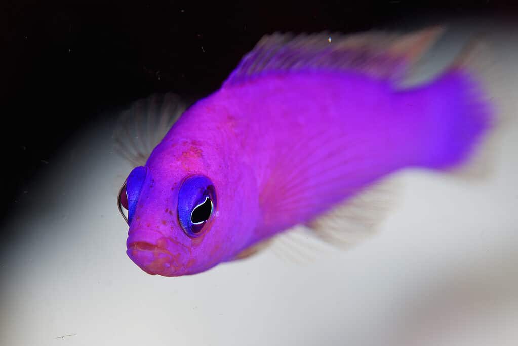 Dottyback orchidea