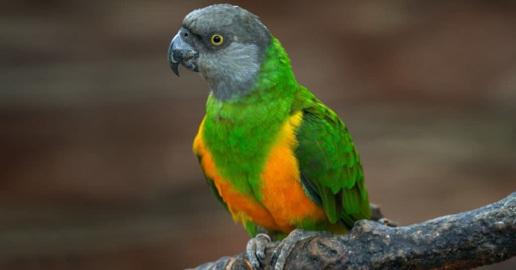 Pappagallo del Senegal, Poicephalus senegalus, uccello giallo con testa grigia, seduto su un ramo.