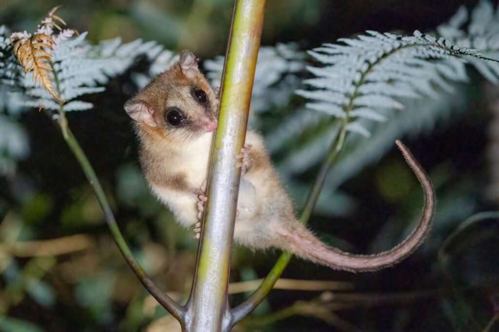 Monito del Monte ti guarda mentre si dirige dietro un ramo