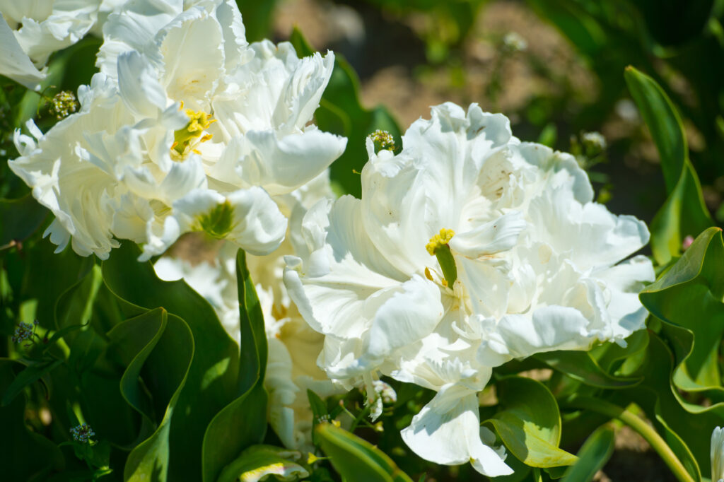 tulipano nord