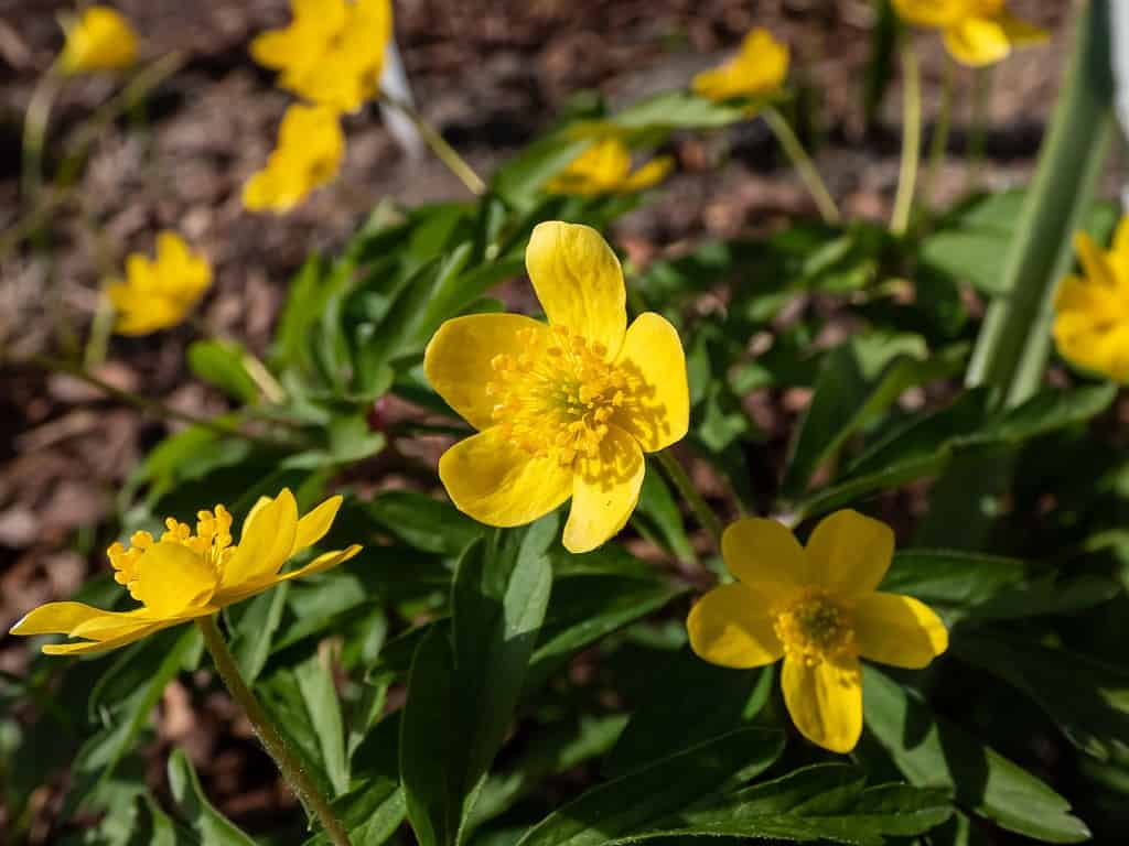 anemone di legno giallo