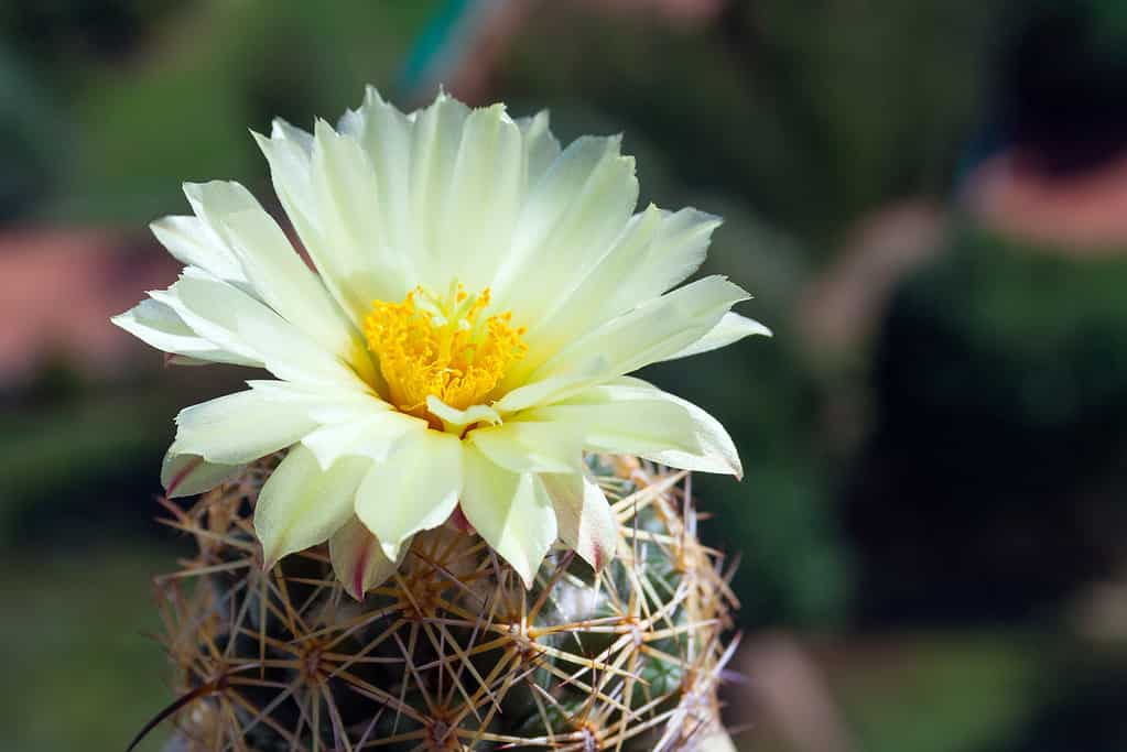 Coryphantha (alveare) cactus