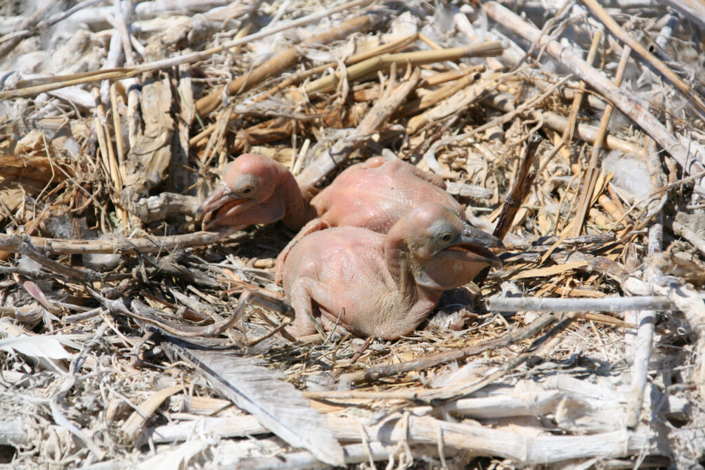 cuccioli di pellicano