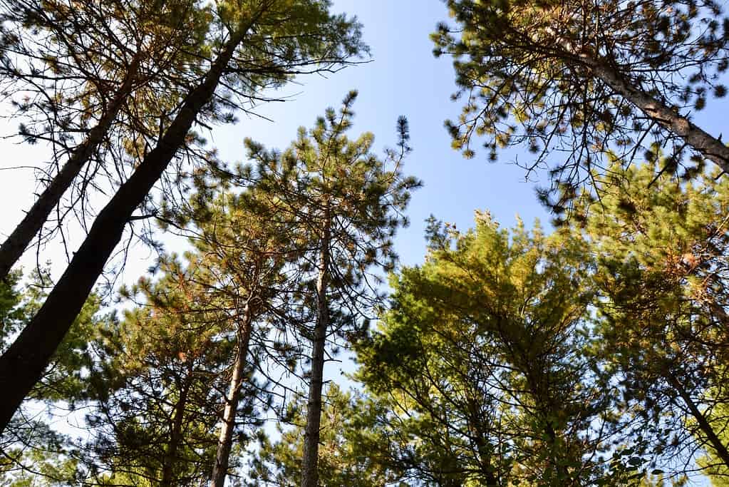Raggruppamento di alberi di pino rosso