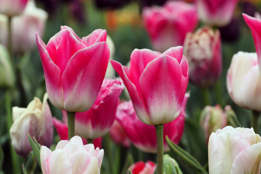 Alludendo al tulipano