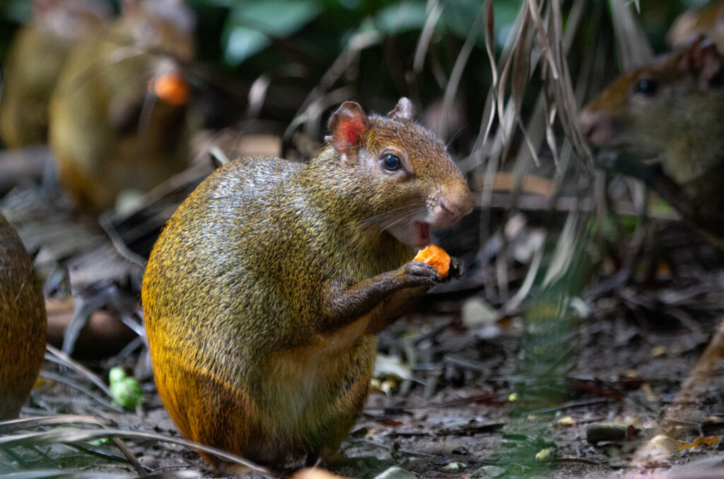 Un Agouti (Dasyprocta azarae) che mangia un po' di cocco.