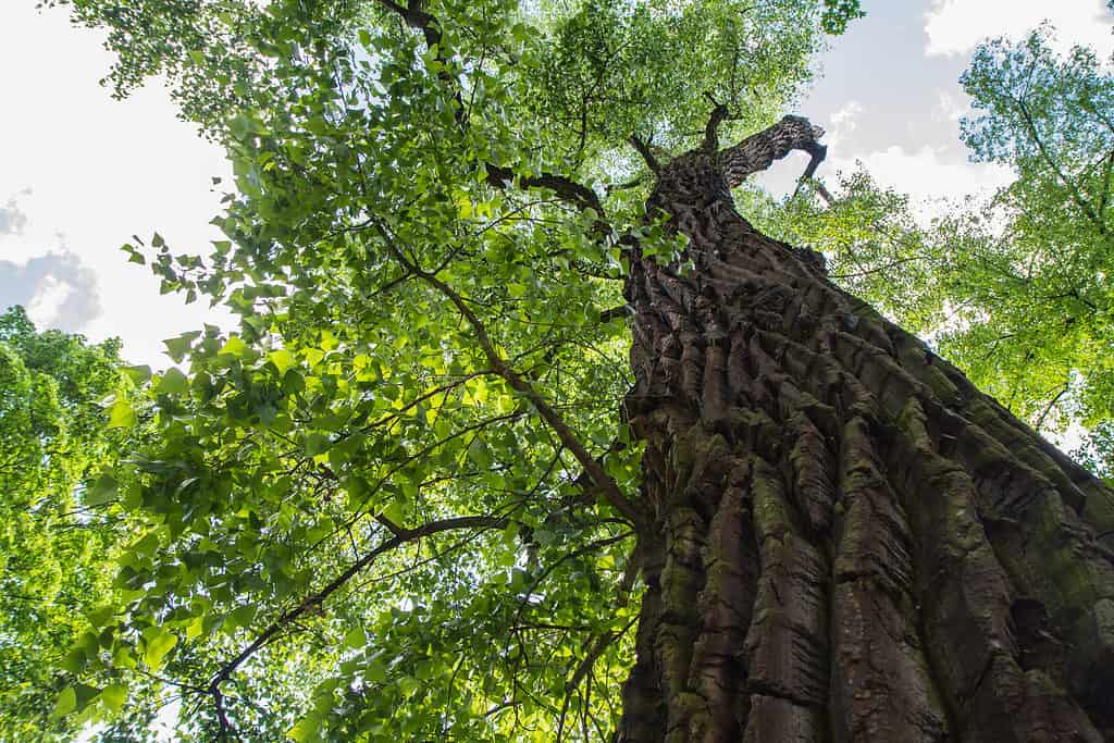 Albero di pioppo orientale in una foresta vista verso l'alto contro un cielo blu