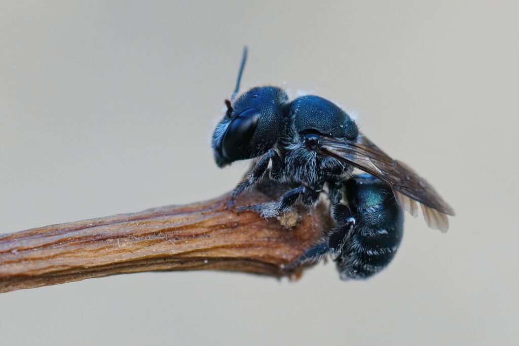 Primo piano dettagliato di un'ape muratrice blu femminile, Osmia caerulescens, appesa a un ramoscello.  L'ape è nella parte destra del telaio.  È completamente nera con peli blu elettrico, anche se sono radi.