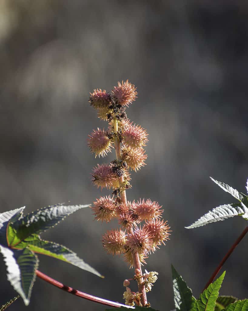 Primo piano dei fiori rossi di una pianta di Castor Bean (Ricinus communis) al Lake Hollywood di Los Angeles, California.