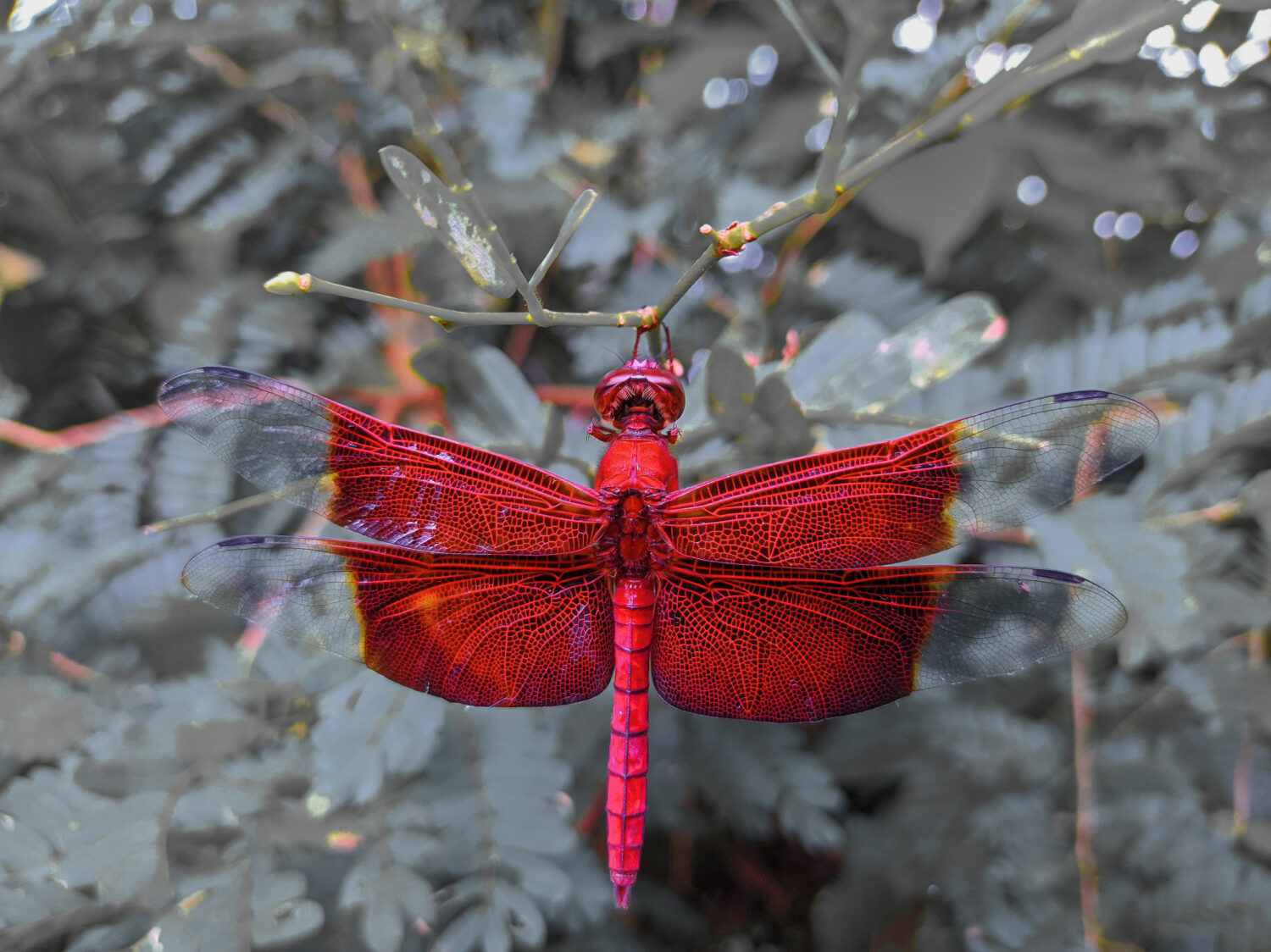 una libellula rossa appollaiata su un ramo di un albero