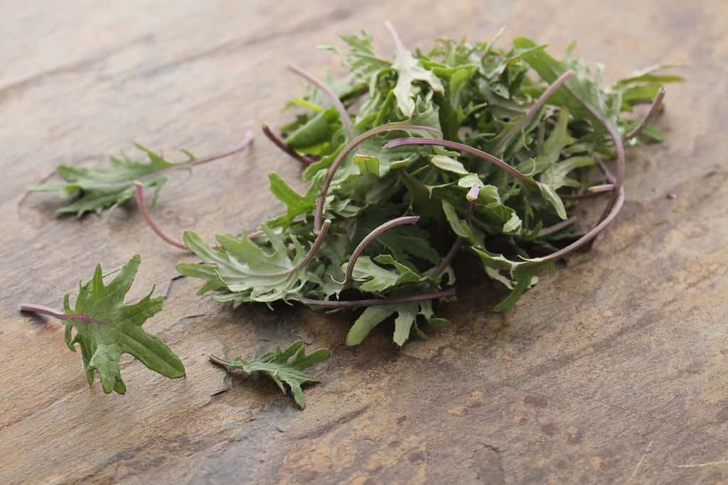 foglie di insalata di cavolo riccio