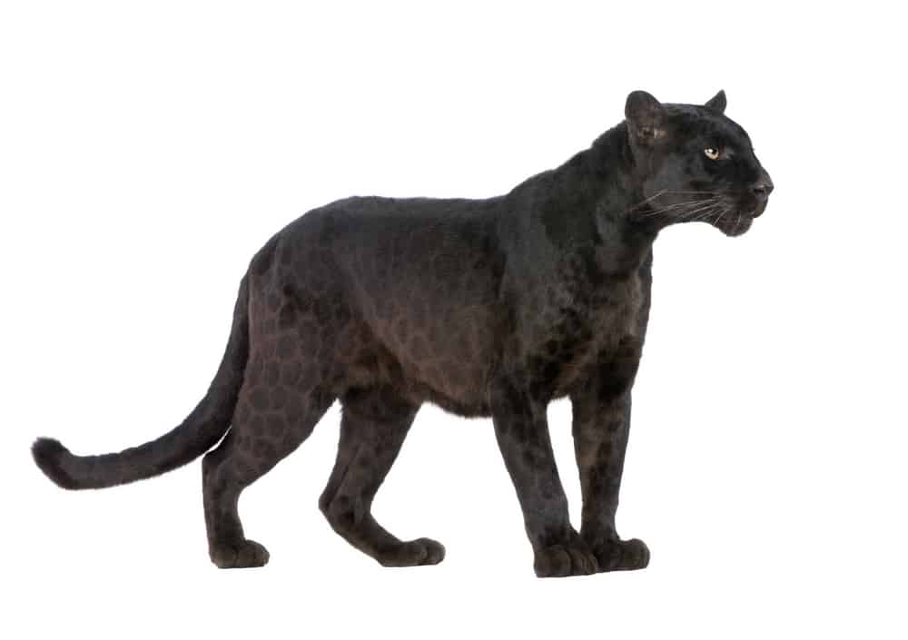 leopardo nero