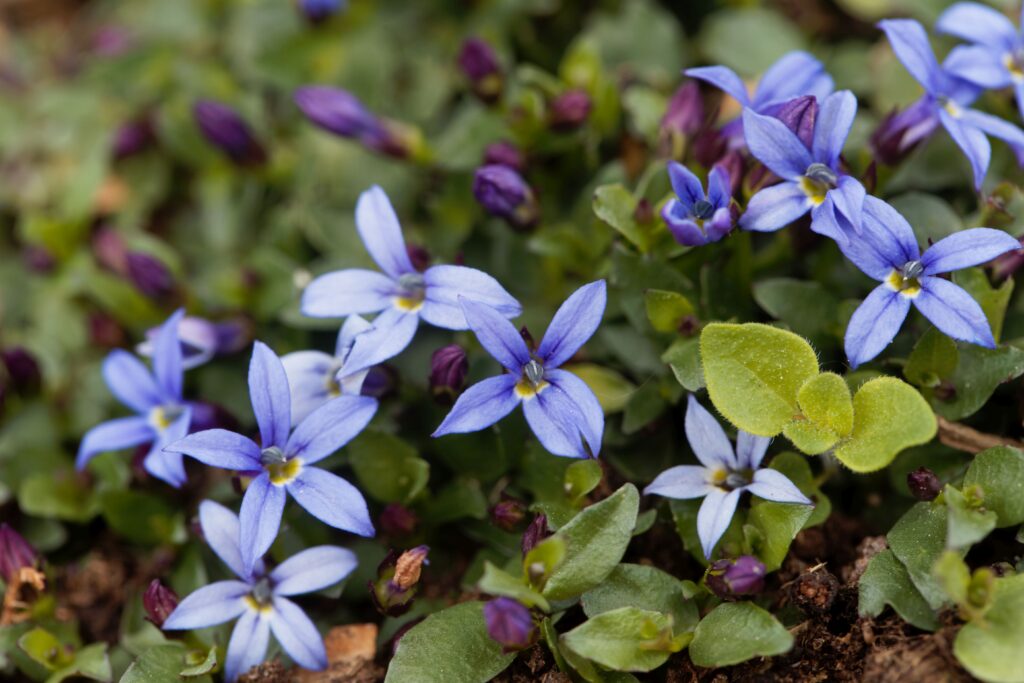 Foto macro di un superriduttore Blue Star, Isotoma fluviatilis.