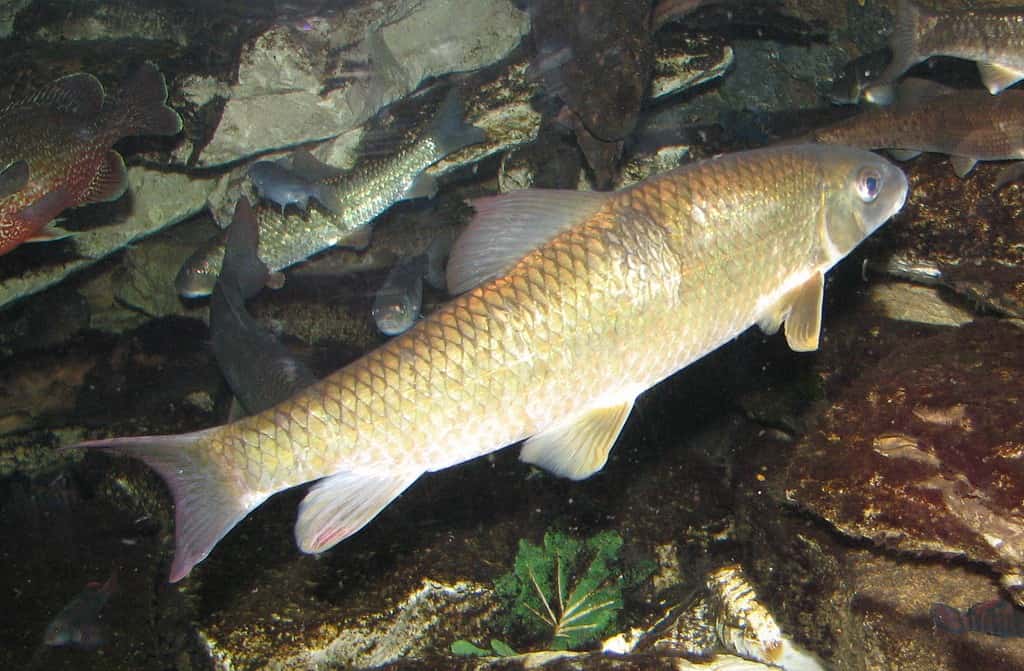 Santuario d'oro nel Newport Aquarium di Newport, KY