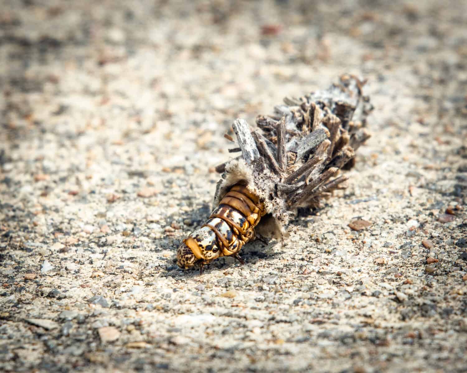 Abbot's Bagworm Moth Caterpillar nascosto in bella vista!