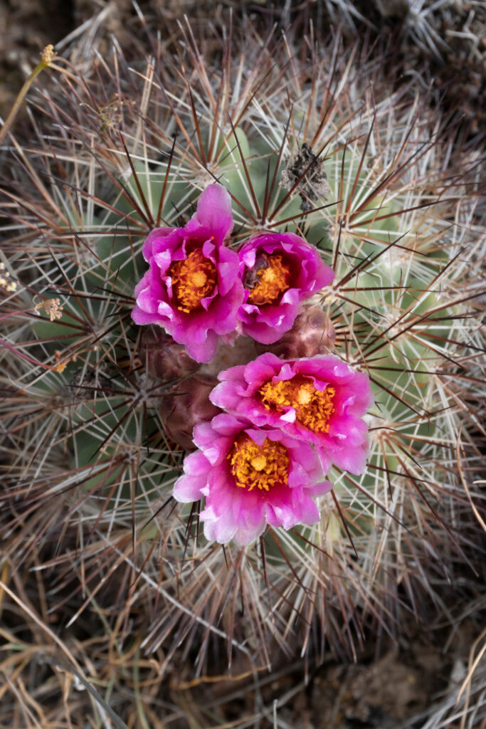 Simpson's Hedgehog Cactus (Pediocactus simpsonii) fioritura in maggio a Beezley Hills Preserve.