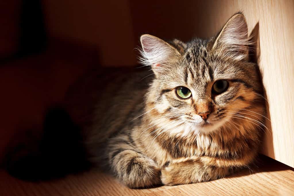 bel gatto