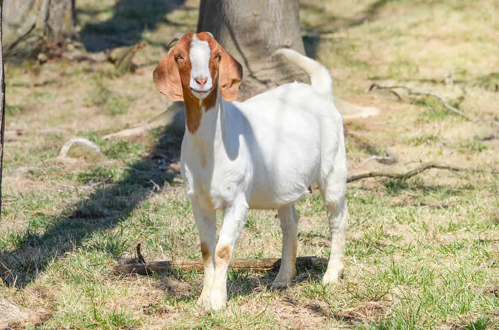 Capra contadina 2
