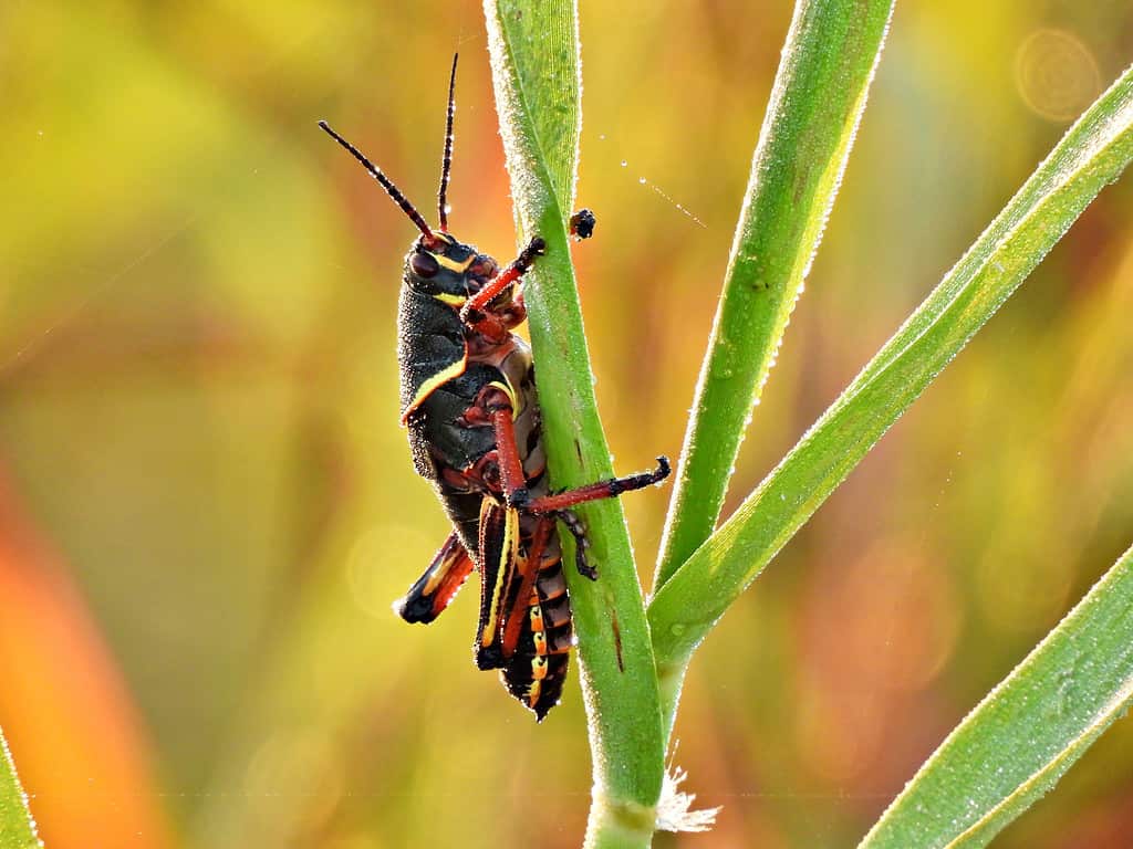 La cavalletta orientale Lubber è molto brava ad arrampicarsi.