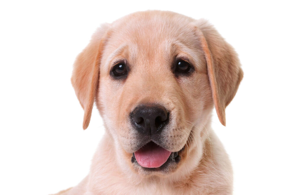 cucciolo di labrador retriever