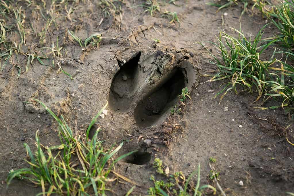 Impronta del cinghiale sul terreno.  Slovacchia