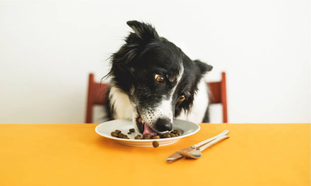 Cibo per cani Victor Performance