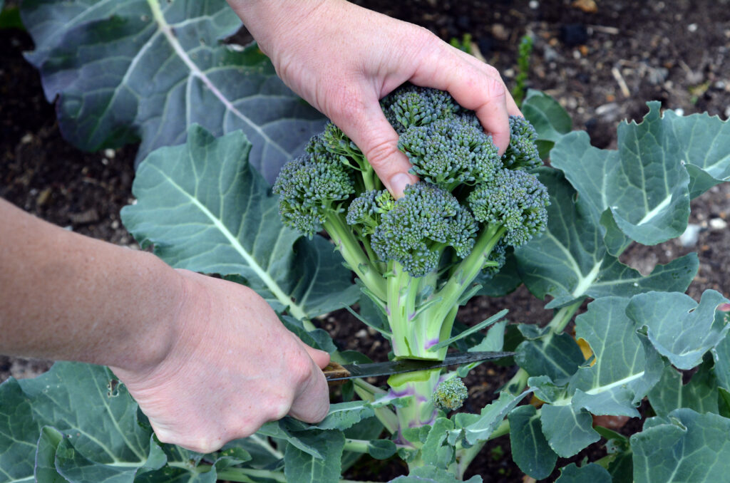 La persona passa a tagliare la pianta di broccoli fresca nel giardino di casa. Mangiare sano, sostenibilità, super cibo, coltivare verdure, vegetariano, stile di vita. Nessuno. Copia spazio