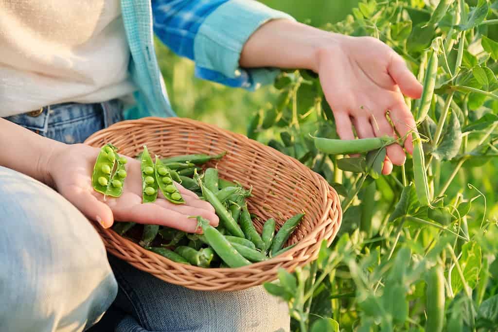 Donna con baccelli di piselli verdi appena raccolti che si sbucciano e mangiano piselli nell'orto