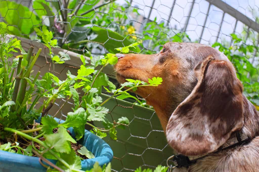 cane che mangia coriandolo