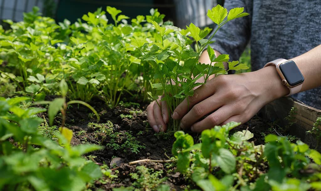 Le mani della donna che tendono al raccolto di sedano in giardino