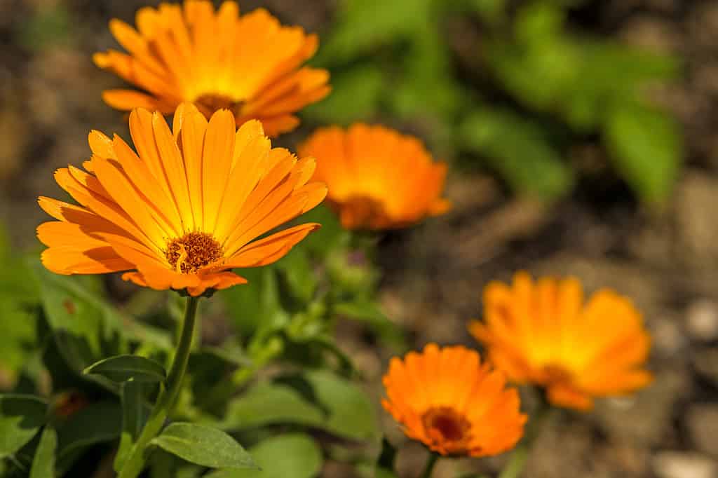 Un primo piano dei fiori d'oro-arancio della Calendula officinalis o della calendula o della calendula.