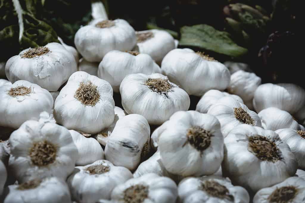 Più bulbi di aglio softneck in una scatola contenitore con le loro radici che mostrano per la vendita in un mercato locale